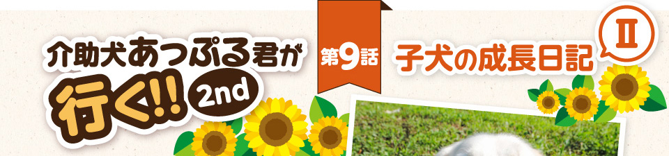 【介助犬あっぷる君が行く！2nd】第9話 子犬の成長日記Ⅱ