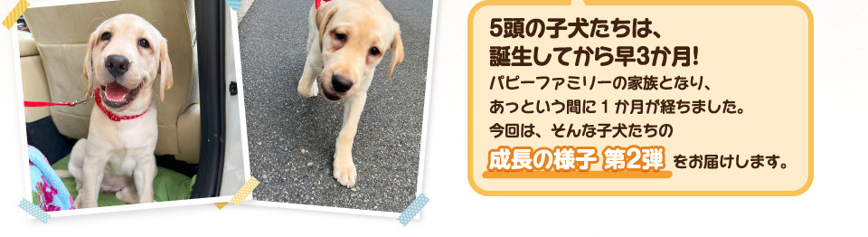 5頭の子犬たちは、誕生してから早3か月!パピーファミリーの家族となり、あっという間に1か月が経ちました。今回は、そんな子犬たちの成長の様子第2弾をお届けします。