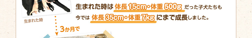 生まれた時は体長15cm・体重500gだった子犬たちも今では体長35cm・体重7kgにまで成長しました。