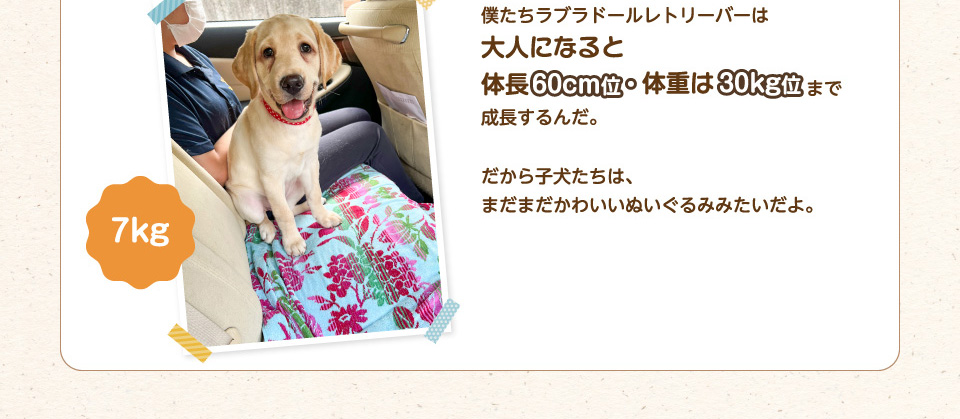 僕たちラブラドールレトリーバーは大人になると体長60cmくらい・体重は30kg位まで成長するんだ。だから子犬たちは、まだまだかわいいぬいぐるみみたいだよ。