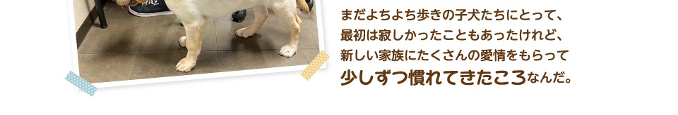 まだよちよち歩きの子犬たちにとって、最初は寂しかったこともあったけれど、新しい家族にたくさんの愛情をもらって少しずつ慣れてきたころなんだ。