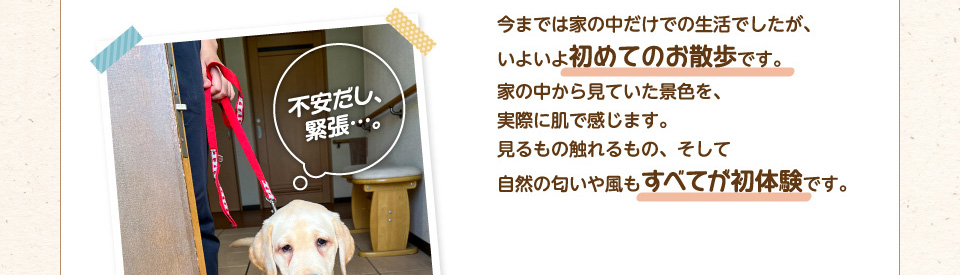 今までは家の中だけでの生活でしたが、いよいよ初めてのお散歩です。家の中から見ていた景色を、実際に肌で感じます。見るもの触れるもの、そして自然の匂いや風もすべてが初体験です。