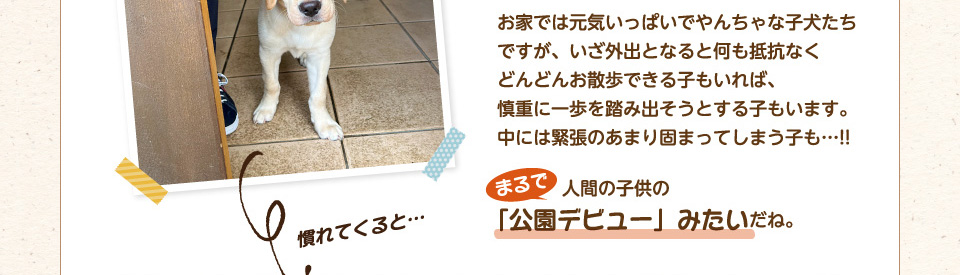 お家では元気いっぱいでやんちゃな子犬たちですが、いざ外出となると何も抵抗なくどんどんお散歩できる子もいれば、慎重に一歩を踏み出そうとする子もいます。中には緊張のあまり固まってしまう子も…!!まるで人間の子供の「公園デビュー」みたいだね。