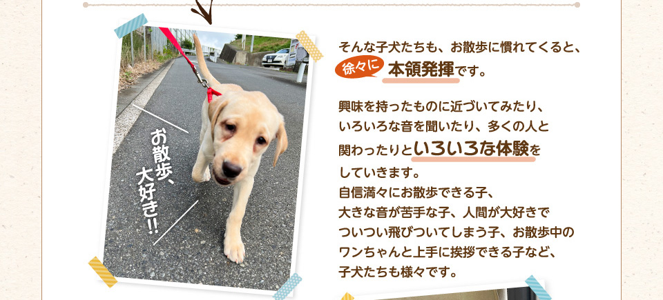 そんな子犬たちも、お散歩に慣れてくると、徐々に本領発揮です。興味を持ったものに近づいてみたり、いろいろな音を聞いたり、多くの人と関わったりといろいろな体験をしていきます。自信満々にお散歩できる子、大きな音が苦手な子、人間が大好きでついつい飛びついてしまう子、お散歩中のワンちゃんと上手に挨拶できる子など、子犬たちも様々です。