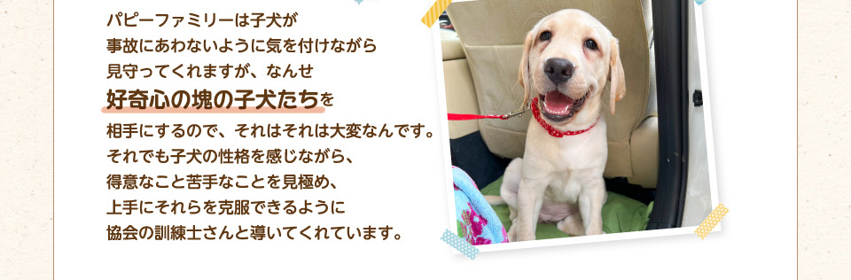 パピーファミリーは子犬が拾い食いや事故にあわないように気を付けながら見守ってくれますが、なんせ好奇心の塊の子犬たちを相手にするので、それはそれは大変なんです。それでも子犬の性格を感じながら、得意なこと苦手なことを見極め、上手にそれらを克服できるように協会の訓練士さんと導いてくれています。