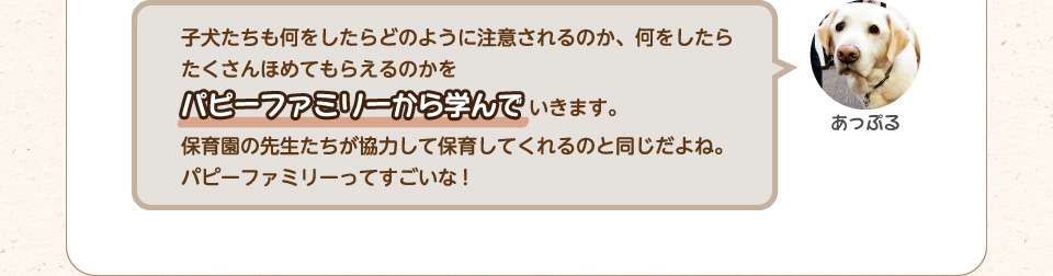 子犬たちも何をしたらどのように注意されるのか、何をしたらたくさんほめてもらえるのかをパピーファミリーから学んでいきます。保育園の先生たちが協力して保育してくれるのと同じだよね。パピーファミリーってすごいな!