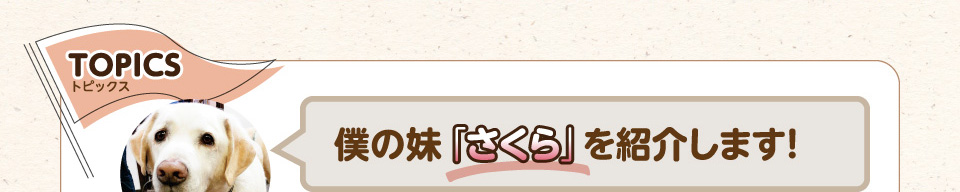 トピックス：僕の妹「さくら」を紹介します!