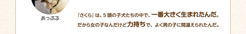 さくらは、5頭の子犬たちの中で、一番大きく生まれたんだ。だから女の子なんだけど力持ちで、よく男の子に間違えられていました。