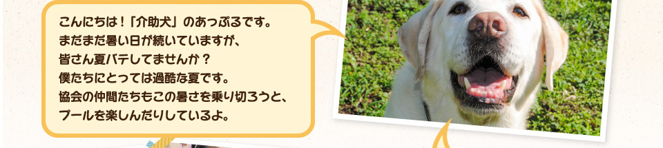 こんにちは!「介助犬」のあっぷるです。まだまだ暑い日が続いていますが、皆さん夏バテしてませんか?僕たちにとっては過酷な夏です。協会の仲間たちもこの暑さを乗り切ろうと、プールを楽しんだりしているよ。