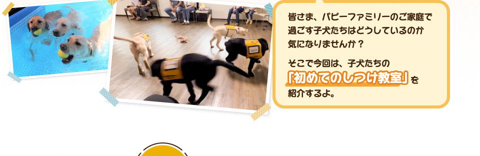 皆さま、パピーファミリーのご家庭で過ごす子犬たちはどうしているの気になりませんか?そこで今回は、パピーたち「初めてのしつけ教室」を紹介するよ。