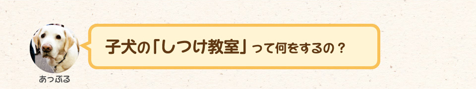 子犬の「しつけ教室」って何をするの?