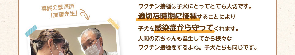 ワクチン接種は子犬にとってとても大切です。適切な時期に接種することにより子犬を感染症から守ってくれます。人間の赤ちゃんも誕生してから様々なワクチン接種をするよね。子犬たちも同じです。