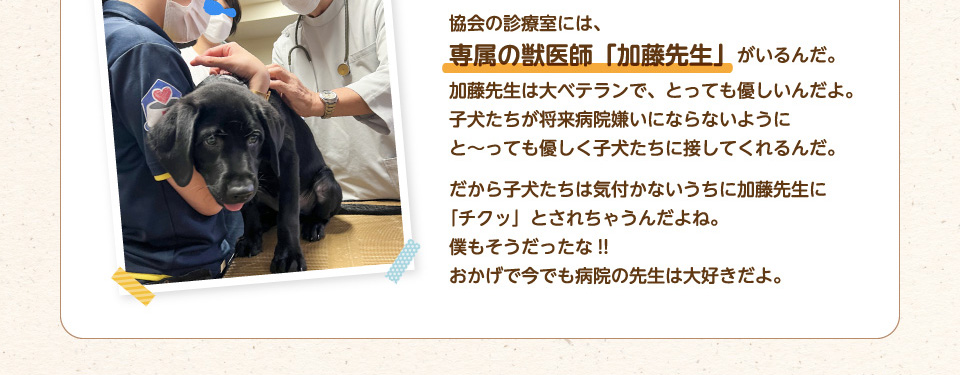 協会の診療室には、専属の獣医師「加藤先生」がいるんだ。加藤先生は大ベテランで、とっても優しいんだよ。子犬たちが将来病院嫌いにならないようにと~っても優しく子犬たちに接してくれるんだ。だから子犬たちは気付かないうちに加藤先生に「チクッ」とされちゃうんだよね。僕もそうだったな!!おかげで今でも病院の先生は大好きだよ。