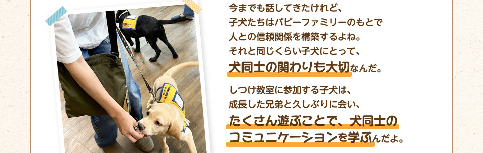 今までも話してきたけれど、子犬たちはパピーファミリーのもとで人との信頼関係を構築するよね。それと同じくらい子犬にとって、犬同士の関わりも大切なんだ。しつけ教室に参加する子犬は、成長した兄弟と久しぶりに会い、たくさん遊ぶことで、犬同士のコミュニケーションを学ぶんだよ。
