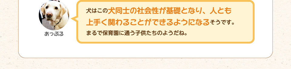 犬はこの犬同士の社会性が基礎となり、人とも上手く関わることができるようになるそうです。まるで保育園に通う子供たちのようだね。