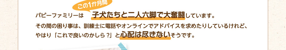 パピーファミリーはこの1か月間、子犬たちと二人六脚で大奮闘しています。その間の困り事は、訓練士に電話やオンラインでアドバイスを求めたりしているけれど、やはり「これで良いのかしら?」と心配は尽きないそうです。