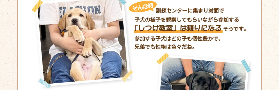 そんな時、訓練センターに集まり対面で子犬の様子を観察してもらいながら参加する「しつけ教室」は頼りになるそうです。参加する子犬はどの子も個性豊かで、兄弟でも性格は色々だね。