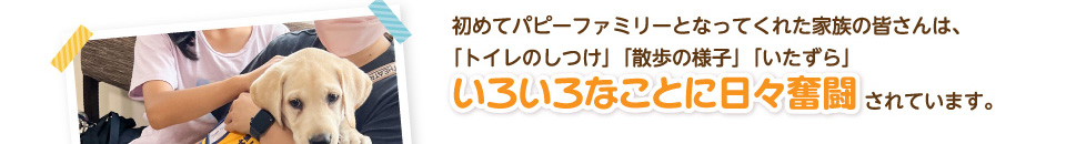 初めてパピーファミリーとなってくれた家族の皆さんは、「トイレのしつけ」「散歩の様子」「いたずら」いろいろなことに日々奮闘されています。
