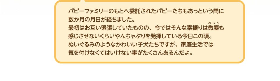 パピーファミリーのもとへ委託されたパピーたちもあっという間に数か月の月日が経ちました。最初はお互い緊張していたものの、今ではそんな素振りは微塵も感じさせないくらいやんちゃぶりを発揮している今日この頃。ぬいぐるみのようなかわいい子犬たちですが、家庭生活では気を付けなくてはいけない事がたくさんあるんだよ。