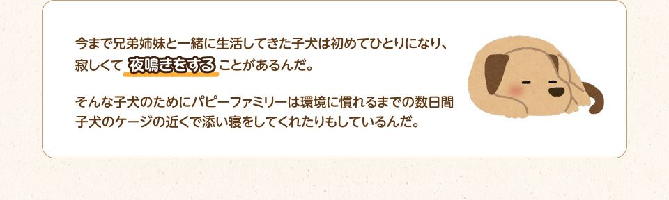 今まで兄弟姉妹と一緒に生活してきた子犬は初めてひとりになり、寂しくて夜鳴きをすることがあるんだ。そんな子犬のためにパピーファミリーは環境に慣れるまでの数日間子犬のケージの近くで添い寝をしてくれたりもしているんだ。