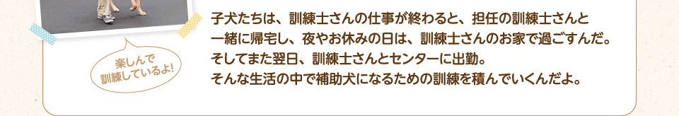子犬たちは、訓練士さんの仕事が終わると、担任の訓練士さんと一緒に帰宅し、夜やお休みの日は、訓練士さんのお家で過ごすんだ。そしてまた翌日、訓練士さんとセンターに出勤。そんな生活の中で補助犬になるための訓練を積んでいくんだよ。