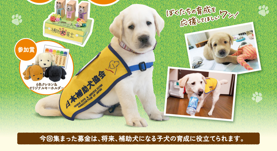 今回集まった募金は、将来、補助犬になる子犬の育成に役立てられます